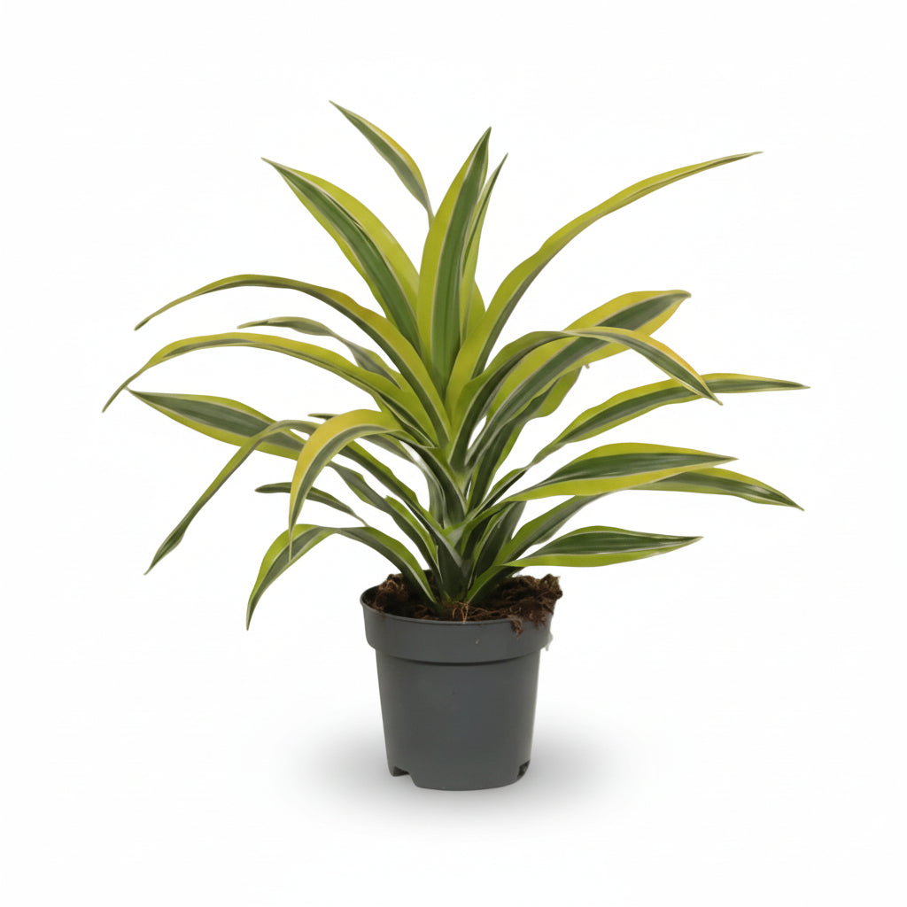 Dracaena Lemon Lime – Dragonnier d’intérieur panaché - Verdeia - 4