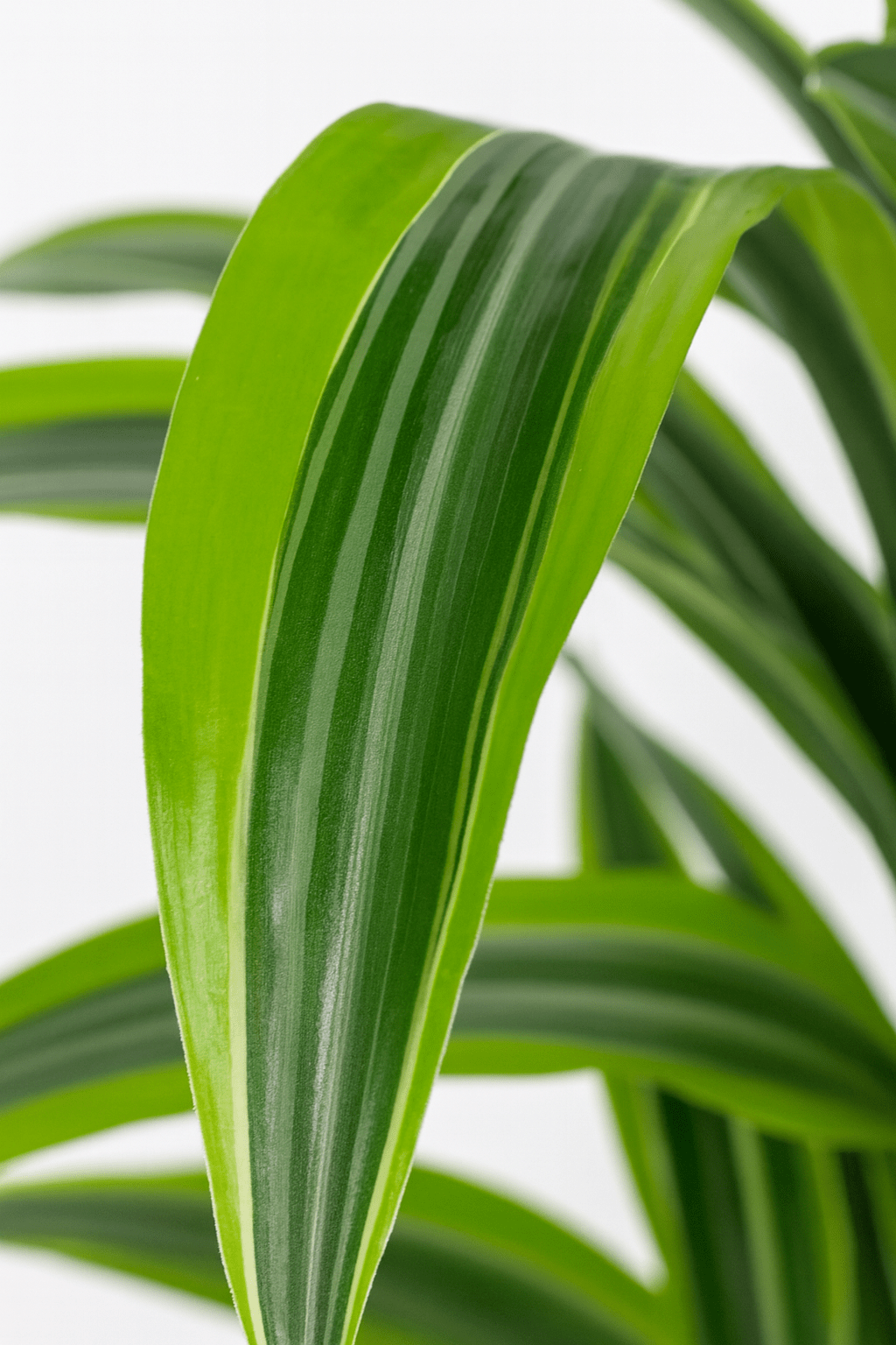 Dracaena Lemon Lime – Dragón de interior jaspeado - Verdeia - 2