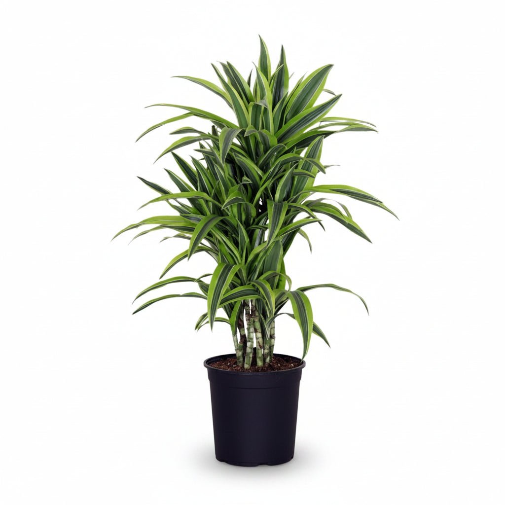 Dracaena Lemon Lime (Dragonnier panaché) - Verdeia - 9