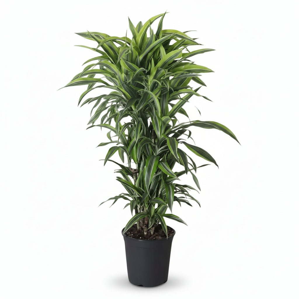 Dracaena Lemon Lime (Dragonnier panaché) - Verdeia - 5
