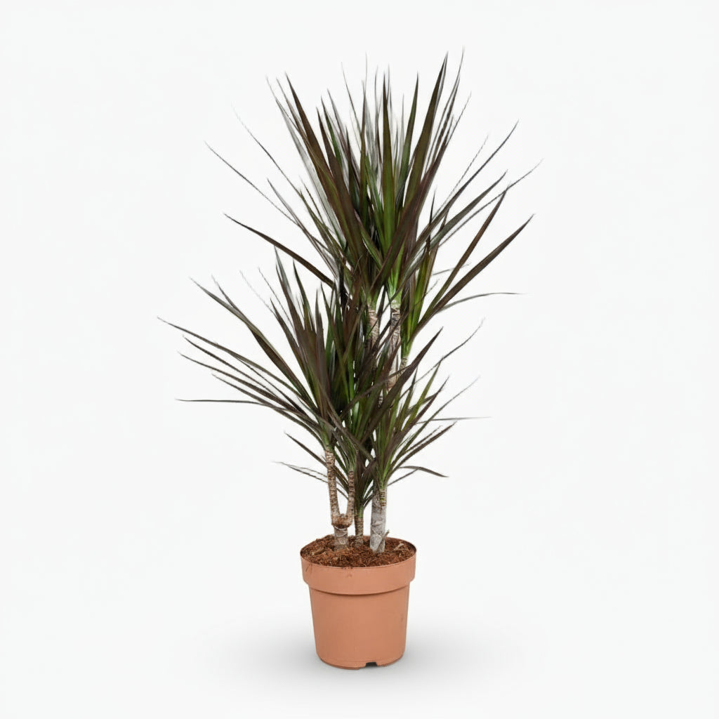 Dracaena Magenta – Dracène pourpre graphique - Verdeia