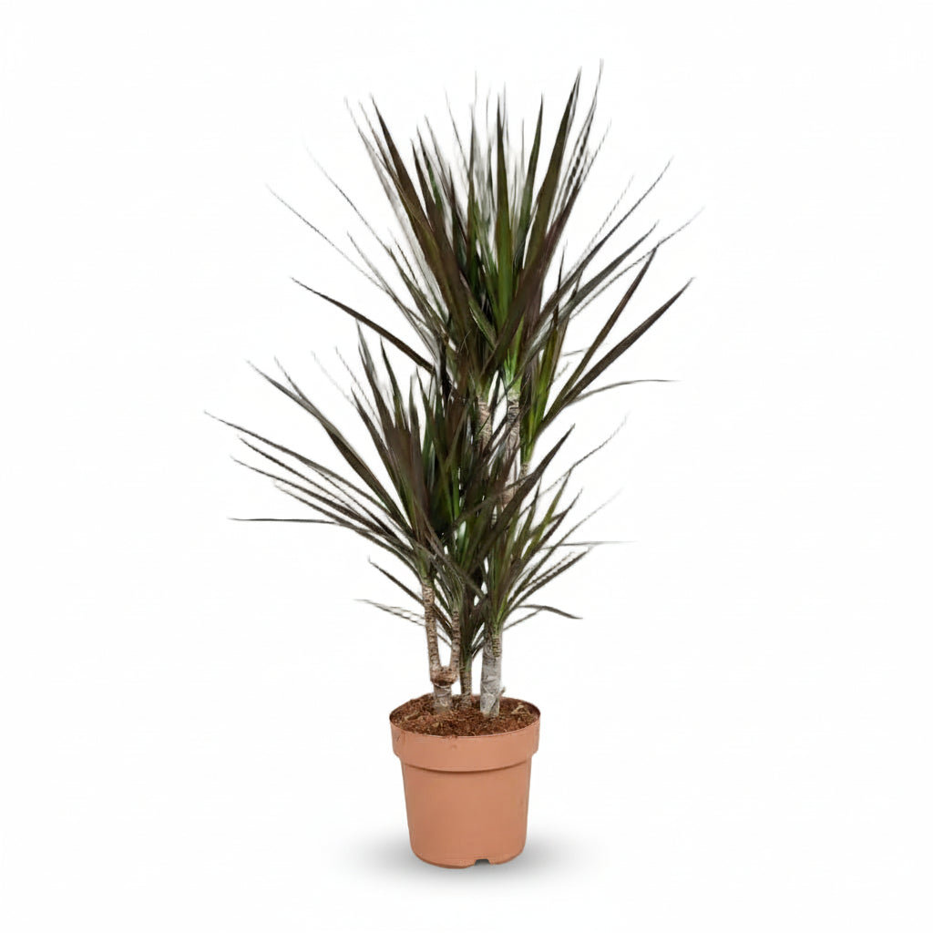 Dracaena Magenta – Dracène pourpre graphique - Verdeia - 7