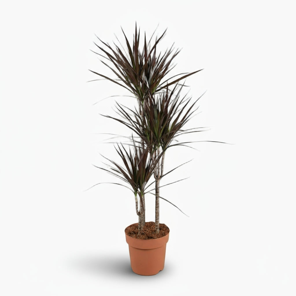 Dracaena Magenta – Drácena púrpura gráfica - Verdeia - 1