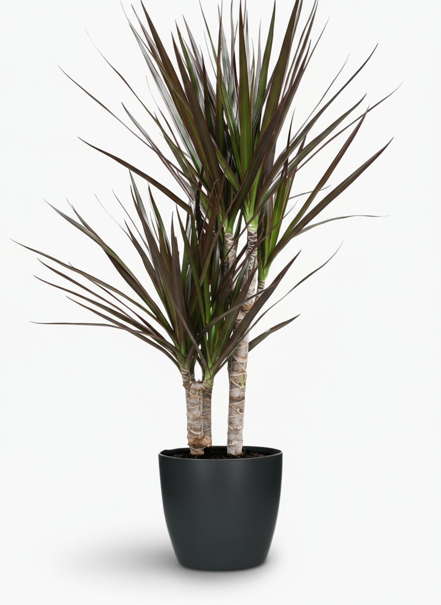 Dracaena Magenta – Dracène pourpre graphique - Verdeia