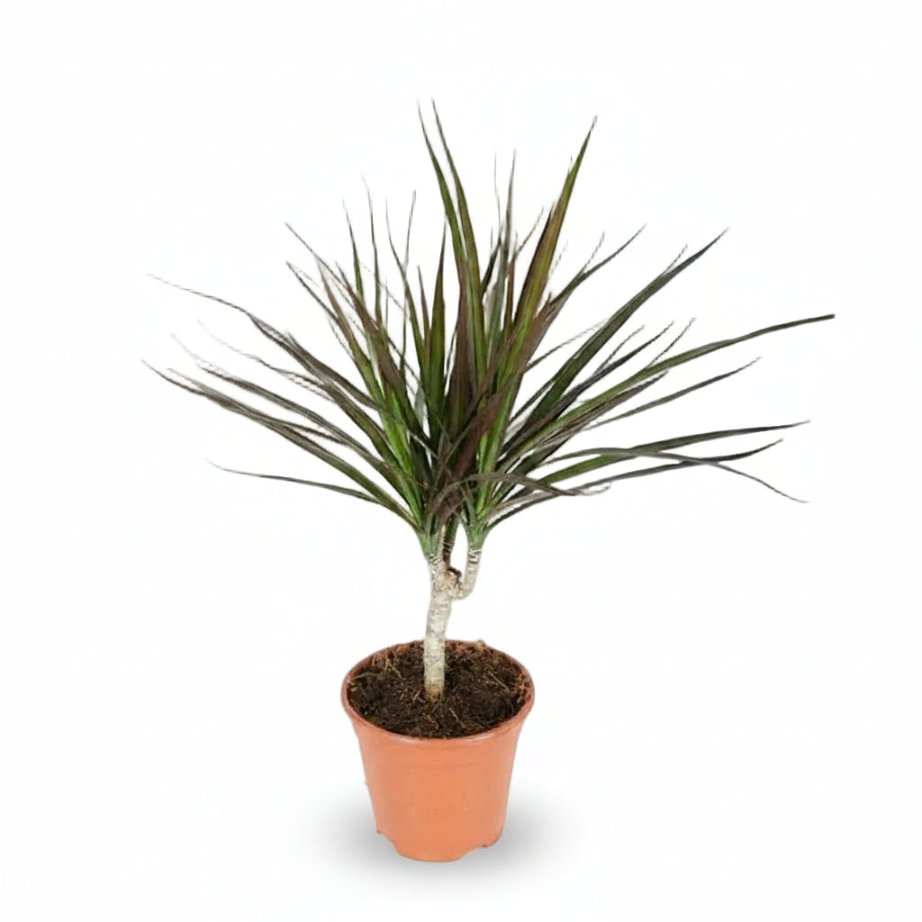 Dracaena Magenta – Dracène pourpre graphique - Verdeia - 5