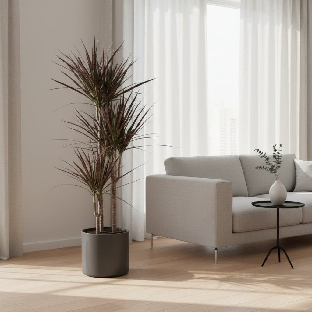 Dracaena Magenta – Dracène pourpre graphique - Verdeia