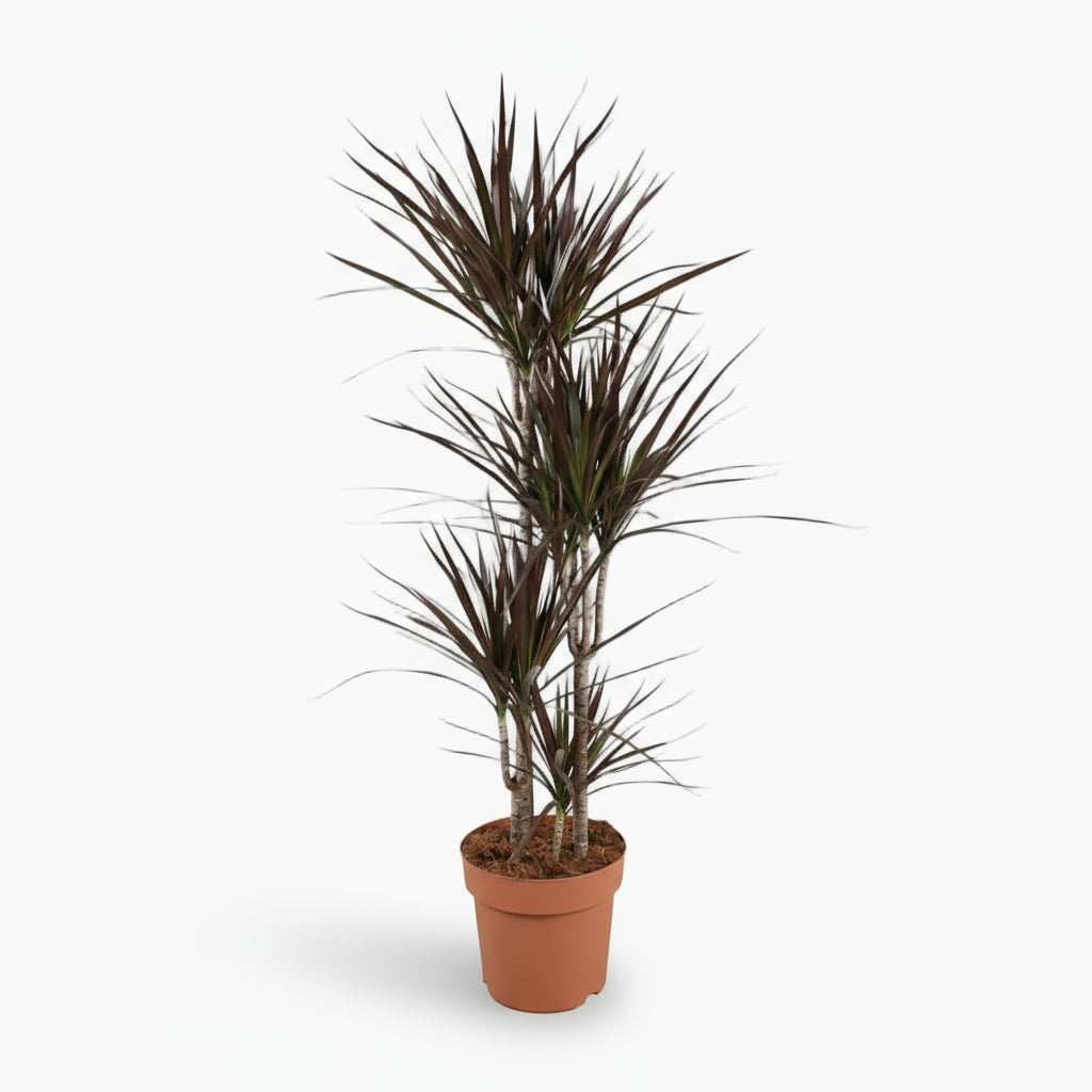 Dracaena Magenta – Dracène pourpre graphique - Verdeia