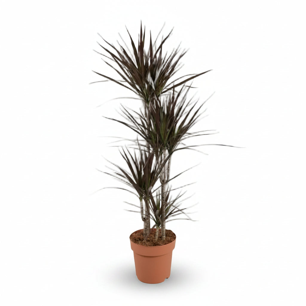 Dracaena Magenta – Drácena púrpura gráfica - Verdeia - 11
