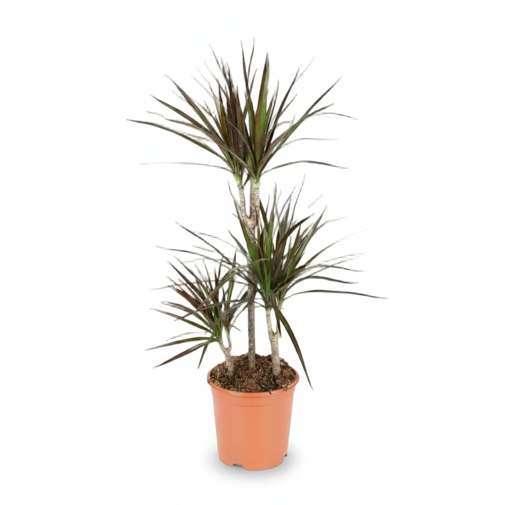 Dracaena Magenta – Dracène pourpre graphique - Verdeia - 10