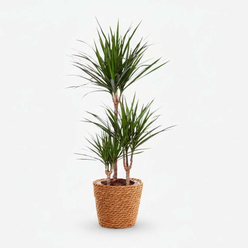 Dracaena marginata (Madagaskar-Drachenbaum) - H95 cm | Geflochtener Korb Ø21 cm - Verdeia - 1