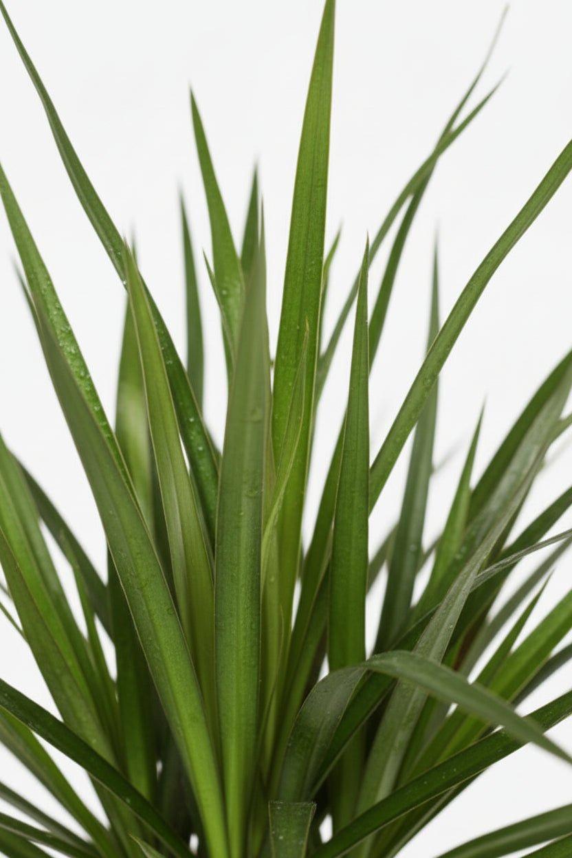Dracaena marginata (Madagaskar-Drachenbaum) - H95 cm | Geflochtener Korb Ø21 cm - Verdeia - 2