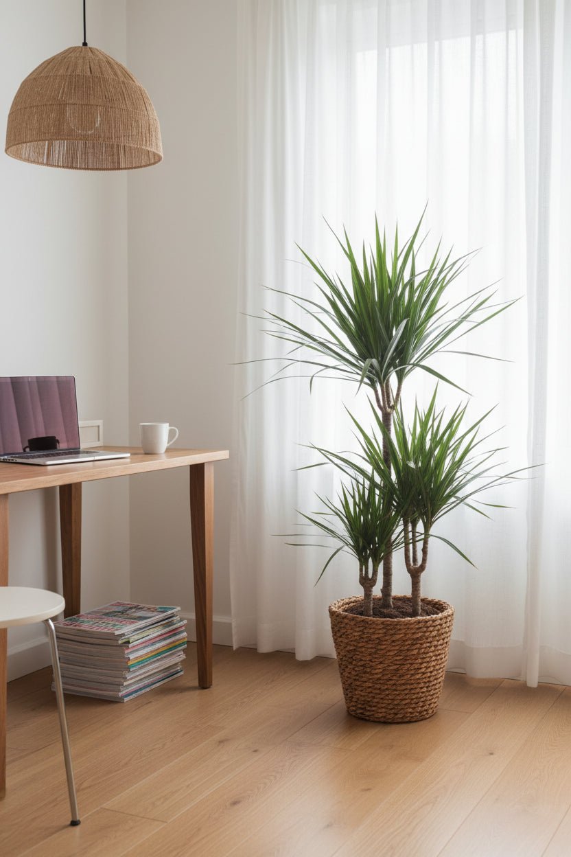 Dracaena marginata (Dragón de Madagascar) - H95 cm | Cesta trenzada Ø21 cm - Verdeia - 3