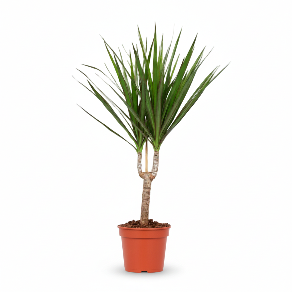 Dracaena marginata – Drácena de Madagascar - Verdeia - 4
