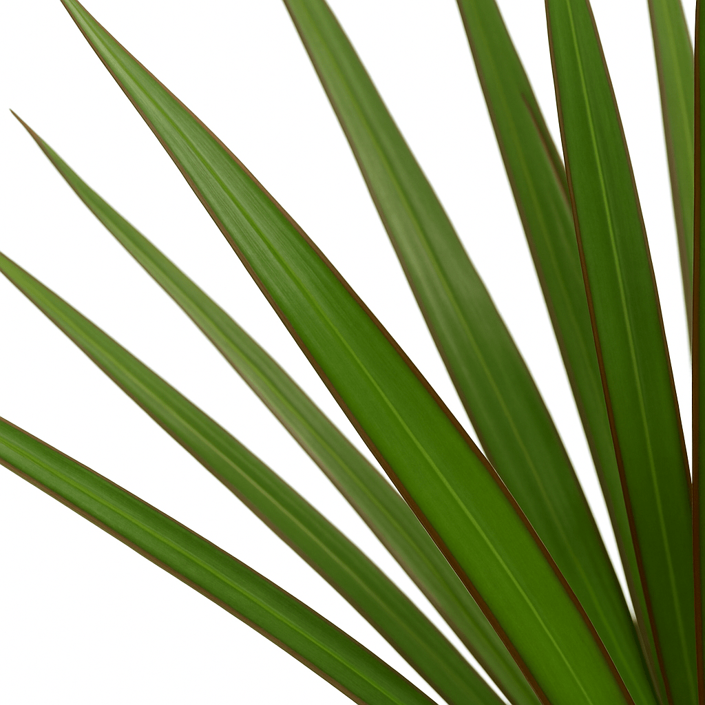 Dracaena marginata – Drácena de Madagascar - Verdeia - 2