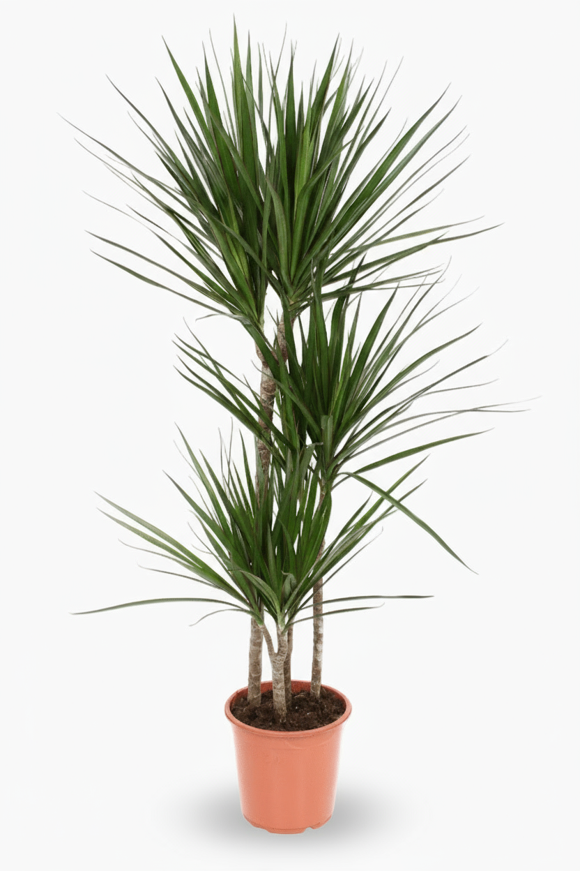 Dracaena marginata – Drácena de Madagascar - Verdeia - 8