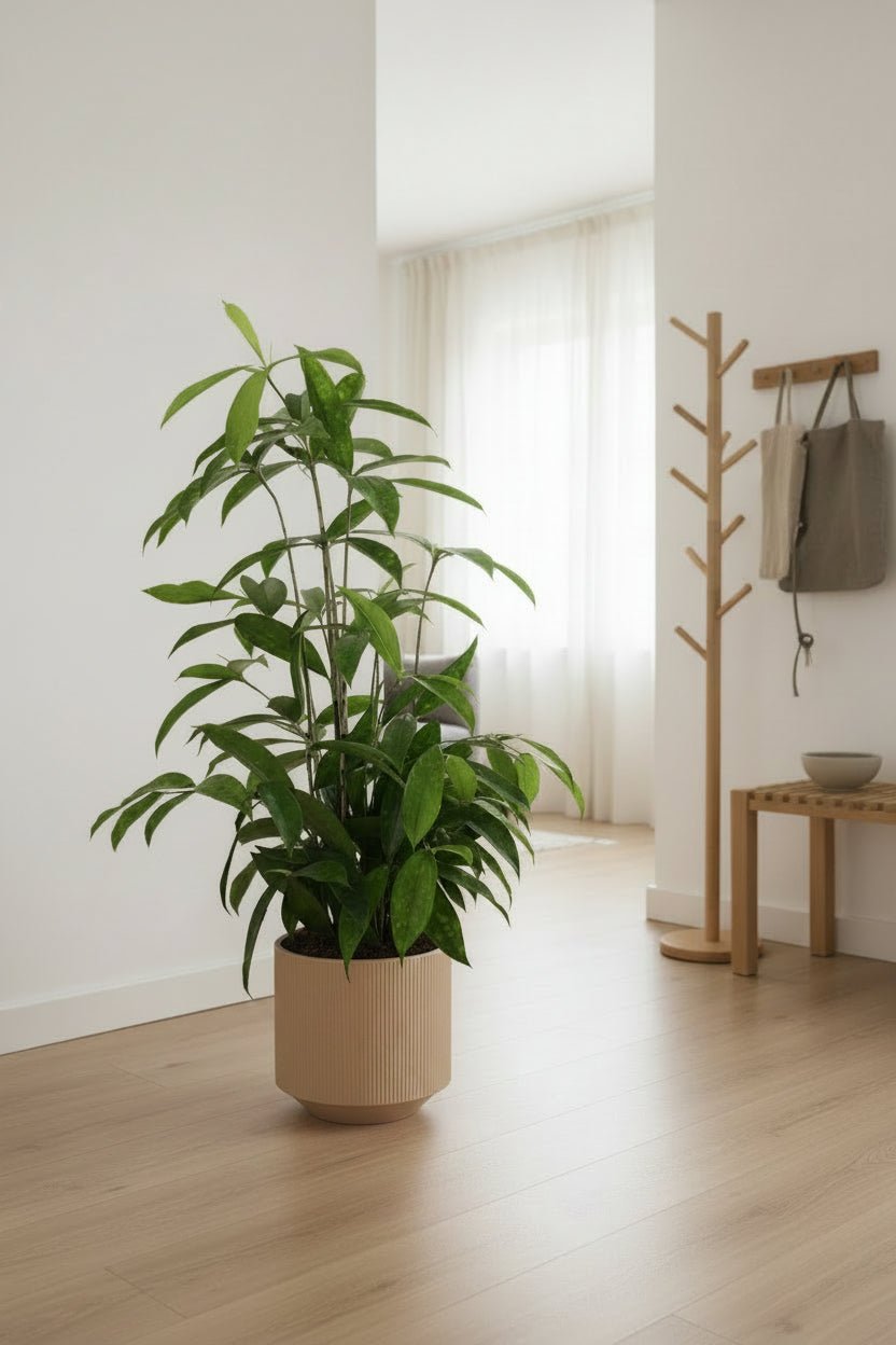 Dracaena surculosa (Dracena pó de ouro) — H60-70 cm | Vaso Ø17 cm - Verdeia - 3
