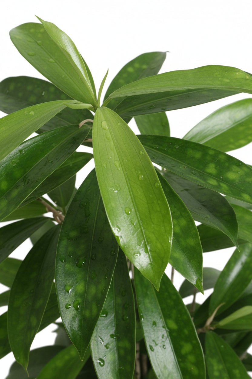 Dracaena surculosa (Dracena pó de ouro) — H60-70 cm | Vaso Ø17 cm - Verdeia - 2