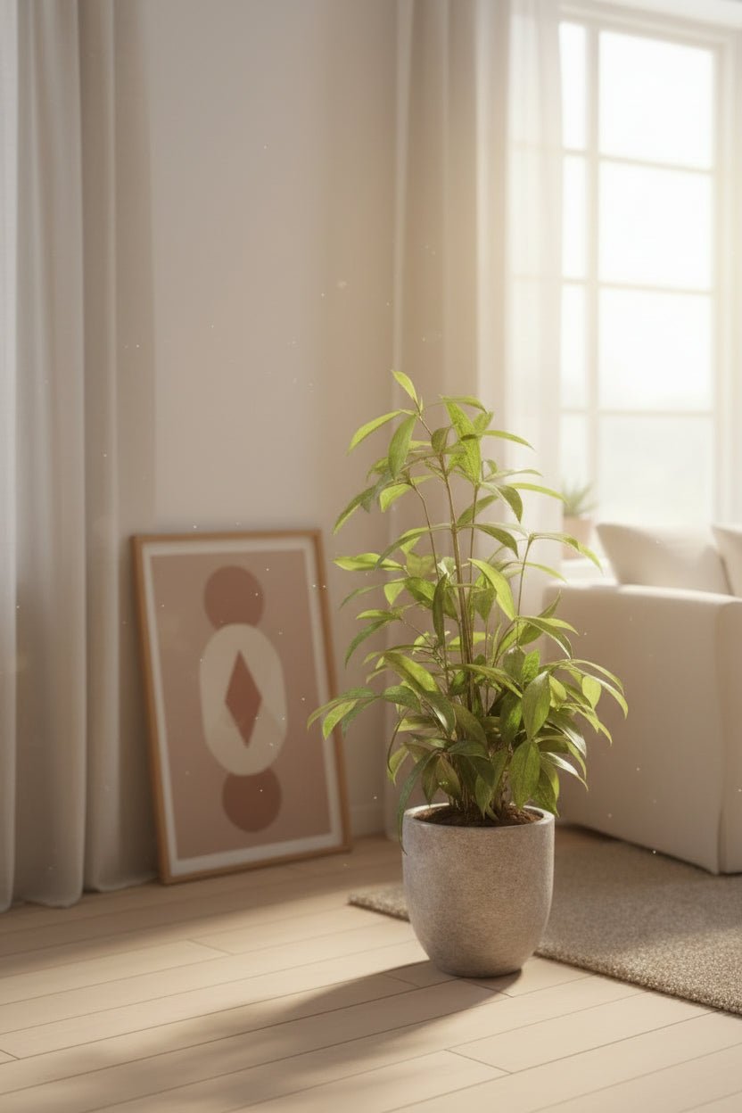 Dracaena surculosa (Dracena pó de ouro) — H60-70 cm | Vaso Ø17 cm - Verdeia - 5