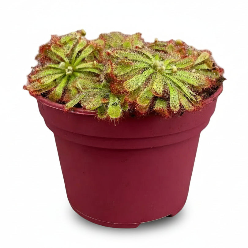 Drosera Aliciae - Ø12cm - H12cm - Verdeia - 1