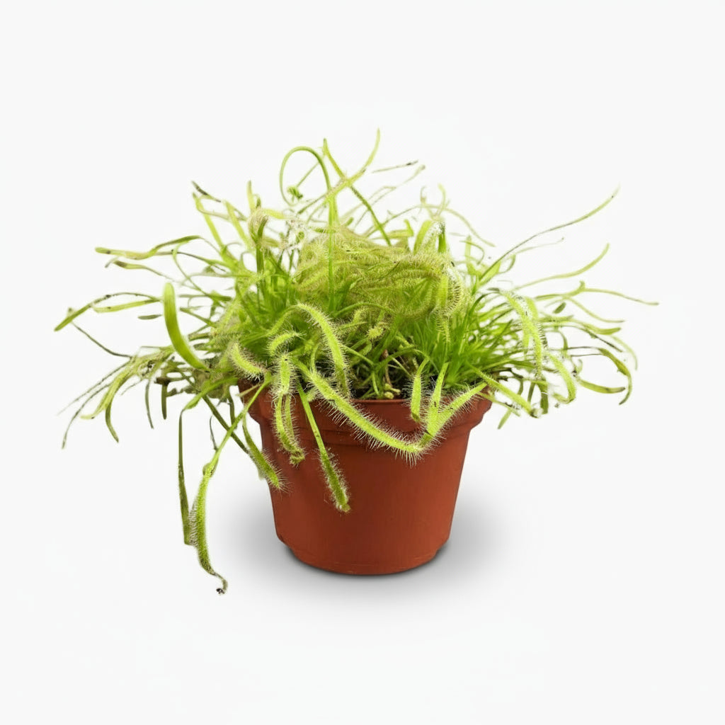 Drosera Capensis – Rossolis du Cap Ø12cm - ↕17cm - Verdeia