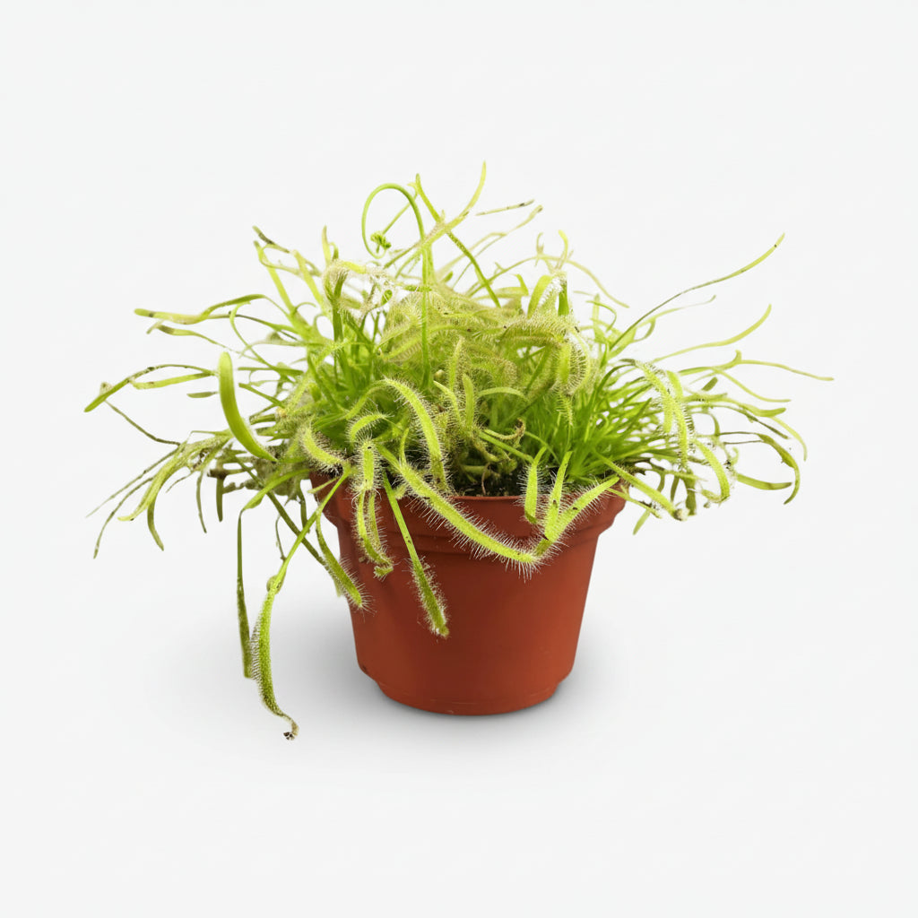 Drosera Capensis — Rossolis del Cap — Ø12 cm — H17 cm - Verdeia - 1