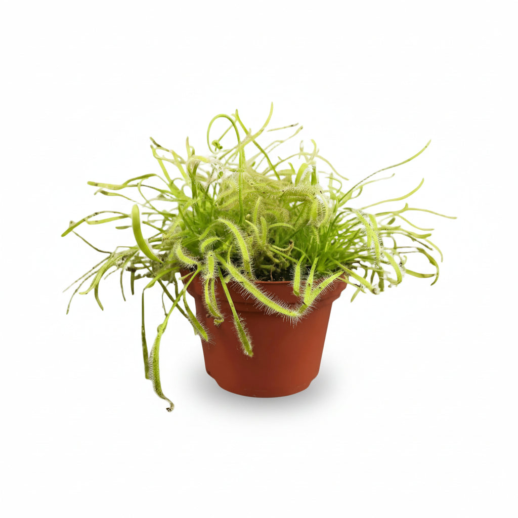 Drosera Capensis — Rossolis del Cabo — Ø12 cm — H17 cm - Verdeia - 1