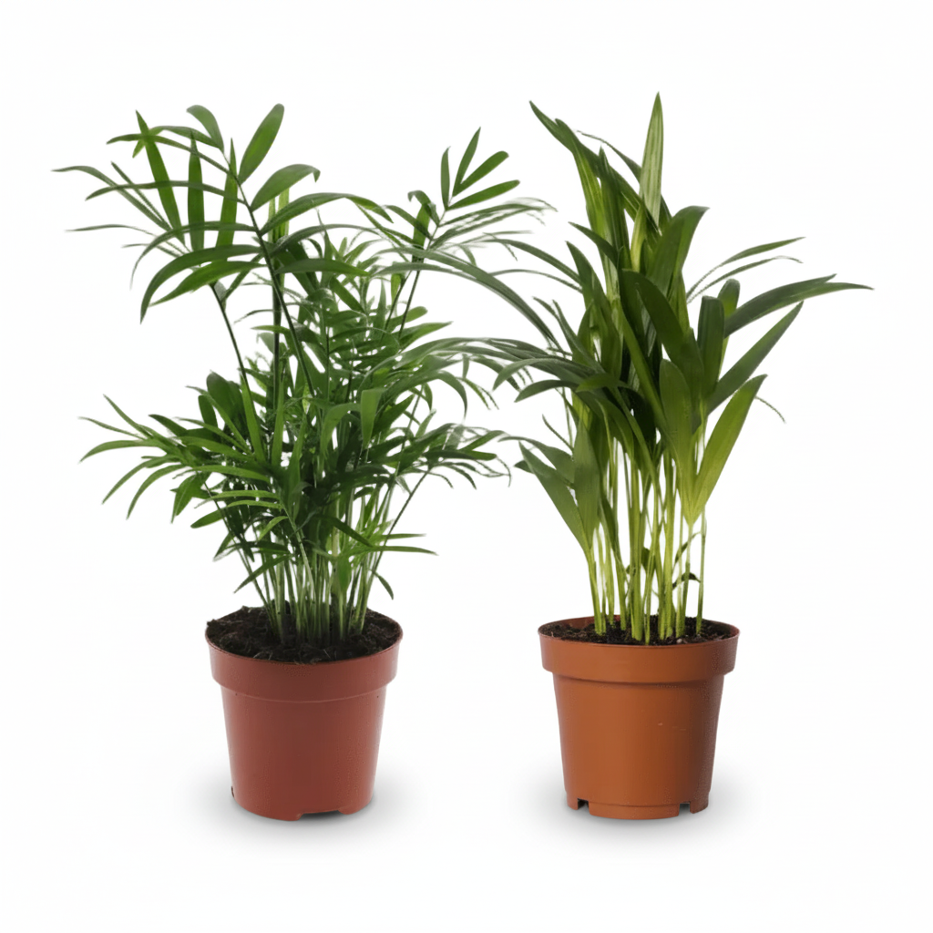 Duo Dypsis lutescens & Chamaedorea elegans 12 x 40 cm - Verdeia - 1