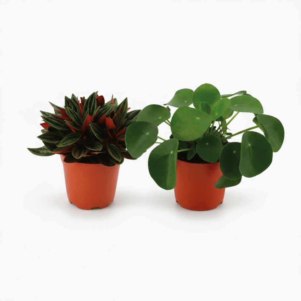 Dúo Peperomia Rosso y Pilea Peperomioides - 10,5 x 15 cm - Verdeia - 1