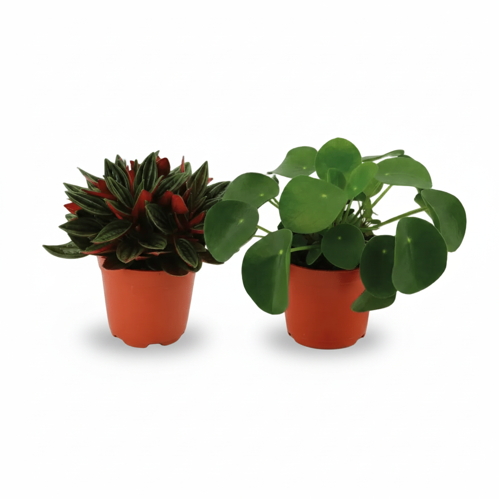 Dúo Peperomia Rosso y Pilea Peperomioides - 10,5 x 15 cm - Verdeia - 1