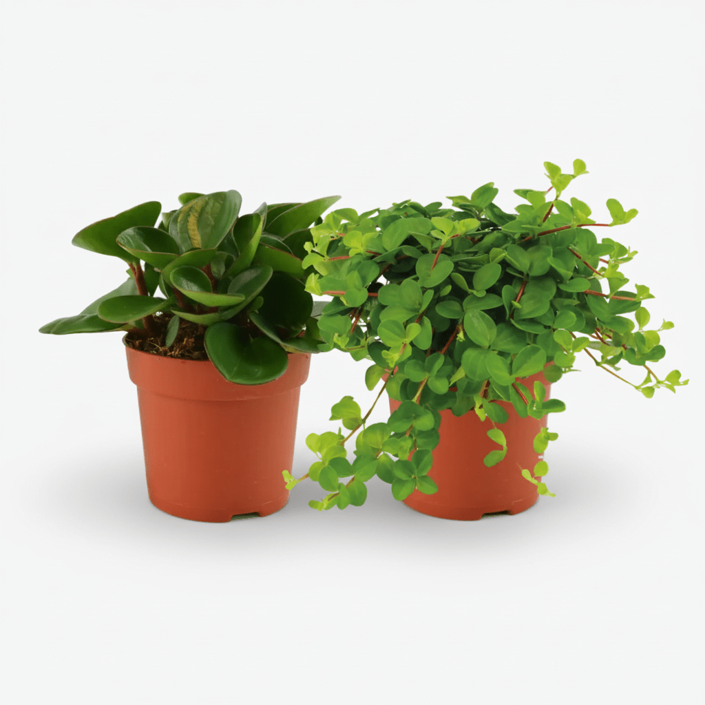 Duo niespodzianka — 2 Peperomia - wys. 15 cm | Doniczka Ø10,5 cm - Verdeia - 1