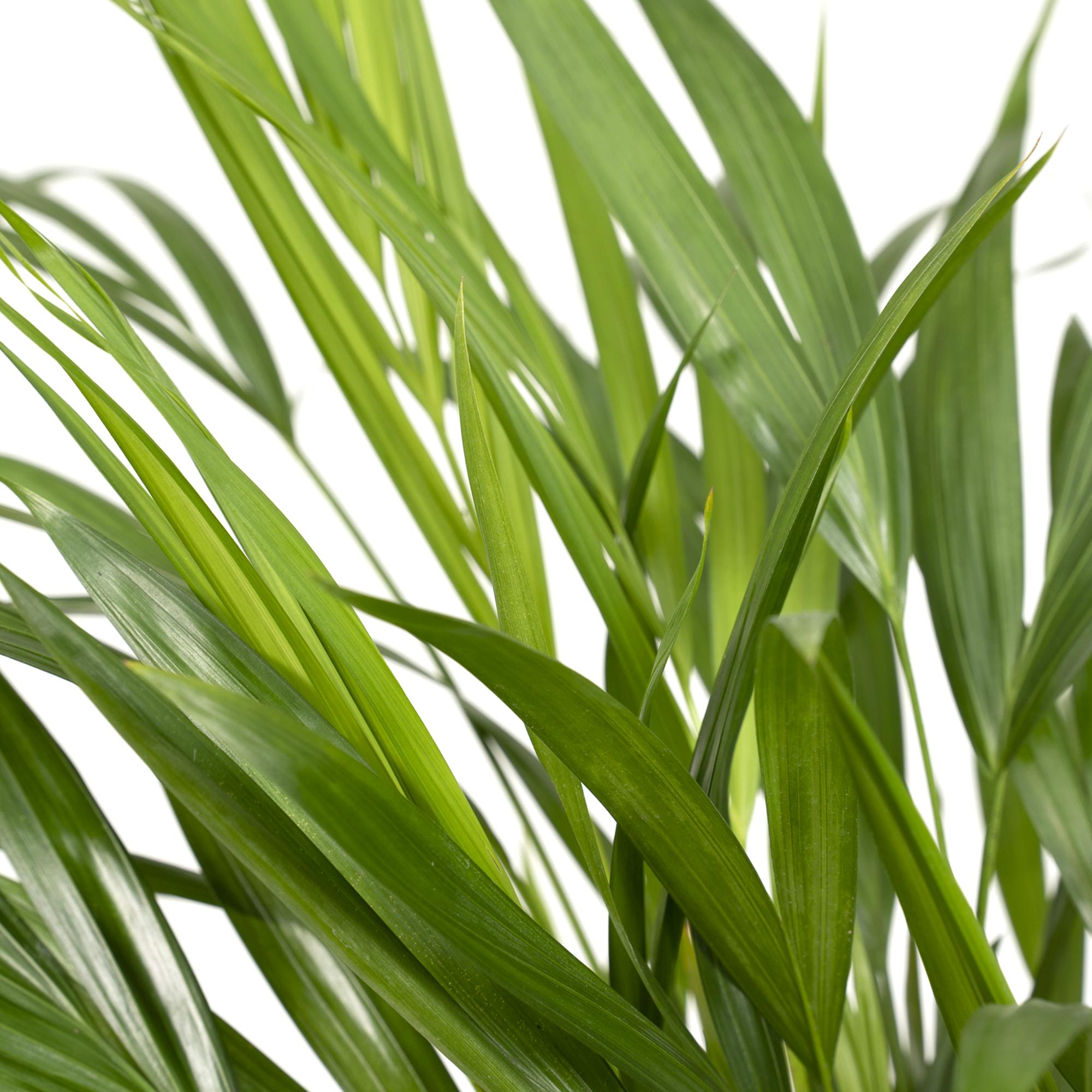 Dypsis lutescens – Palma Areca (Palma dorada) - Verdeia - 7