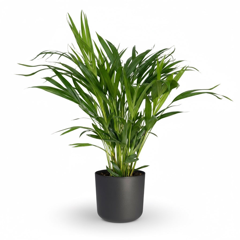 Dypsis lutescens – Palma Areca (Palma dorada) - Verdeia - 6