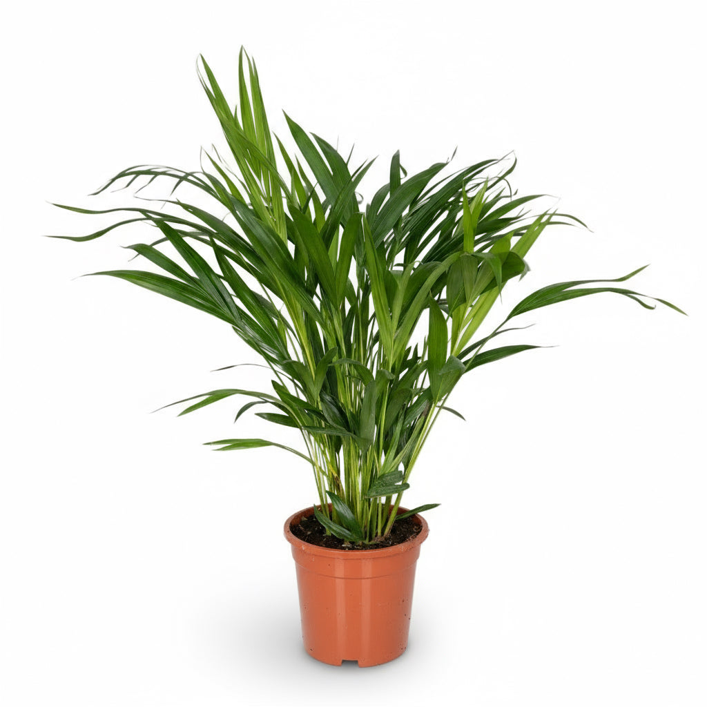 Dypsis lutescens – Areca-Palme (Goldene Palme) - Verdeia - 8