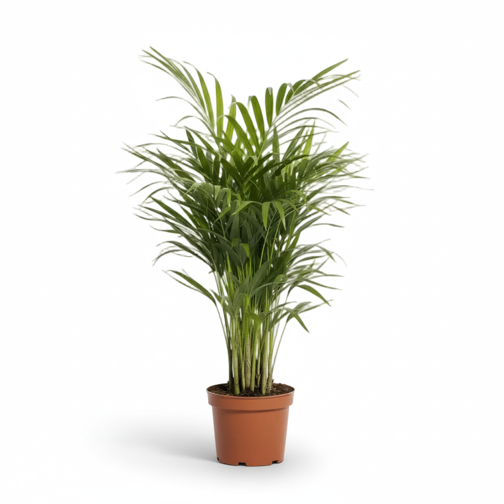 Dypsis lutescens – Palma Areca (Palma dorada) - Verdeia - 1