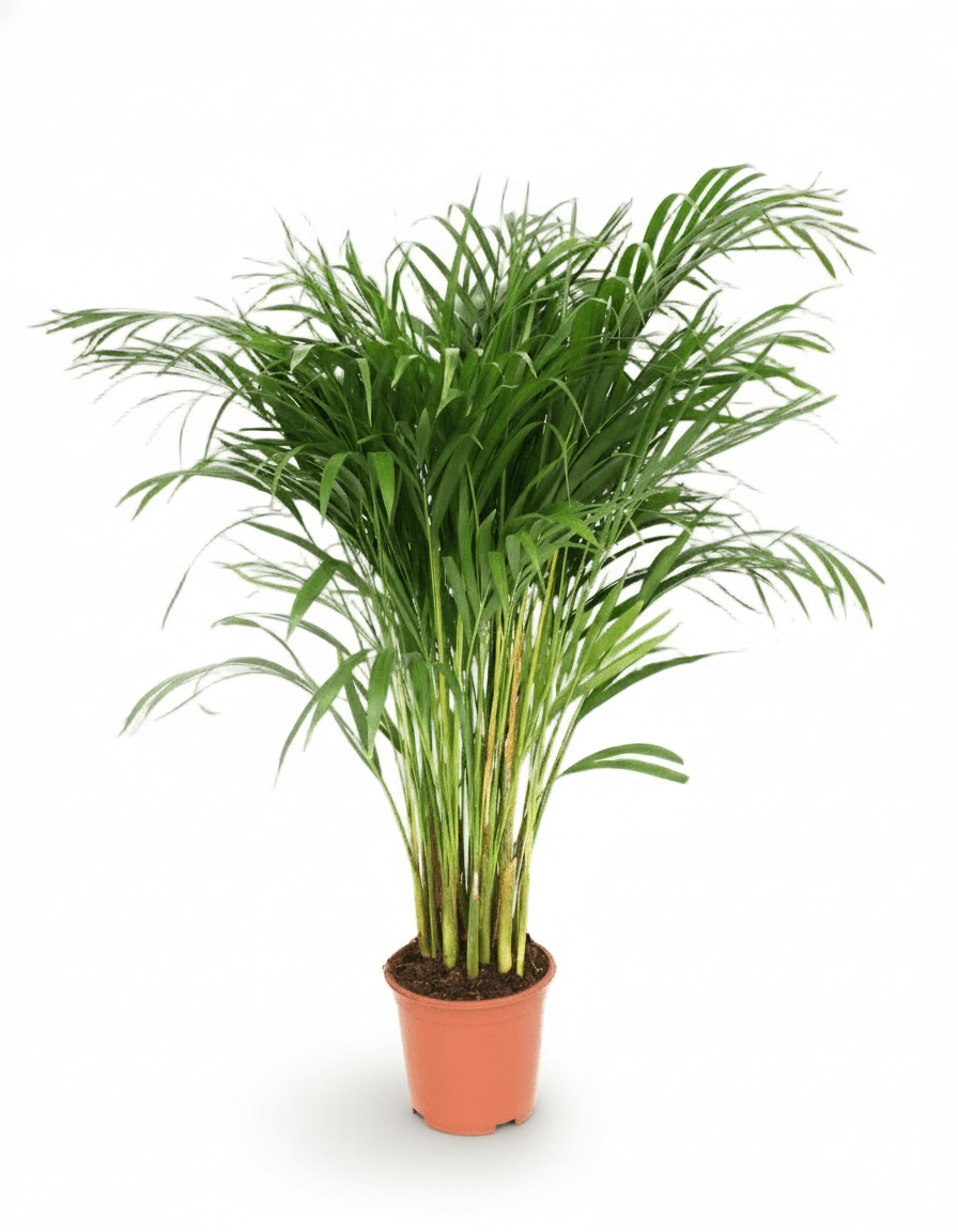 Dypsis lutescens – Areca-Palme (Goldene Palme) - Verdeia - 11