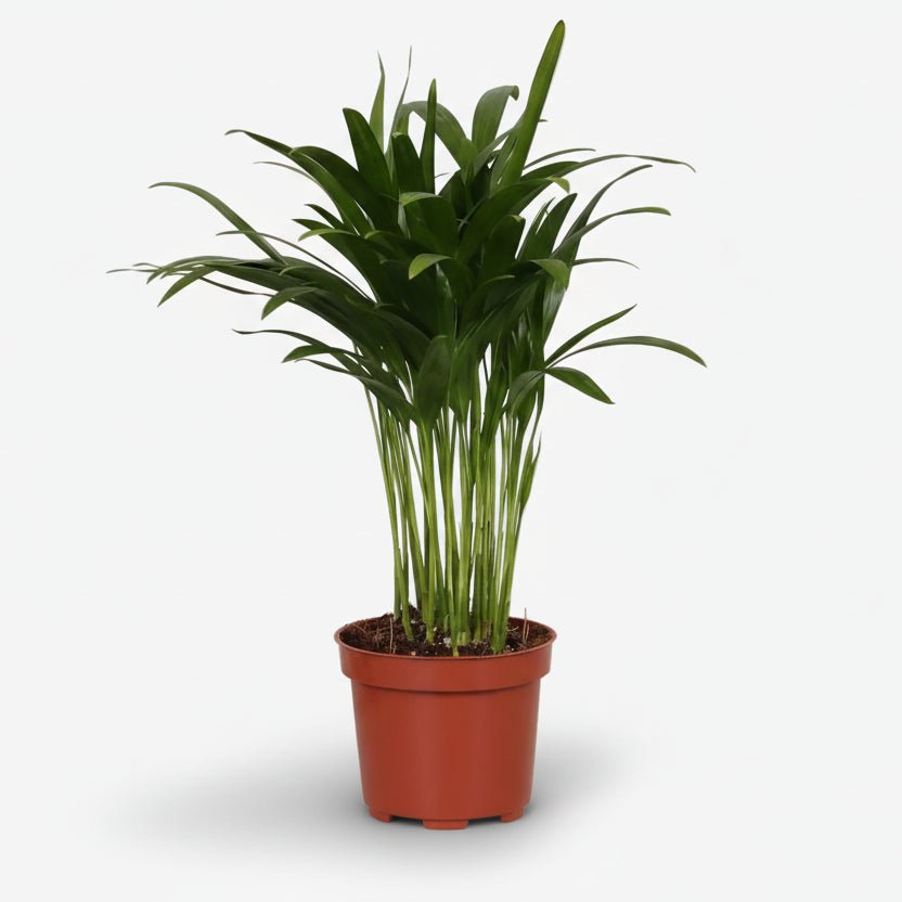 Dypsis lutescens – Areca-Palme (Goldene Palme) - Verdeia - 15