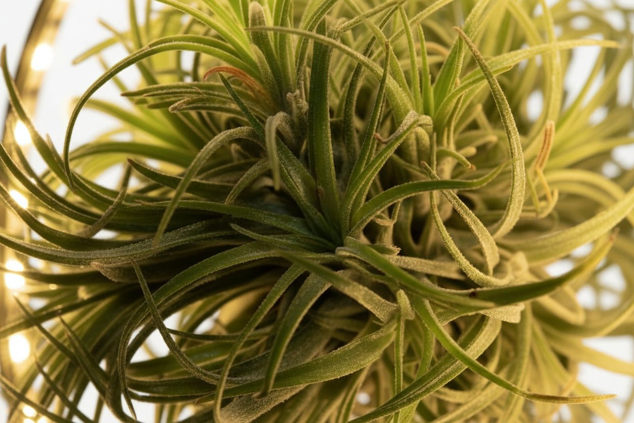 Conjunt de 2 Tillandsia sobre suport lluminós LED - Verdeia - 2