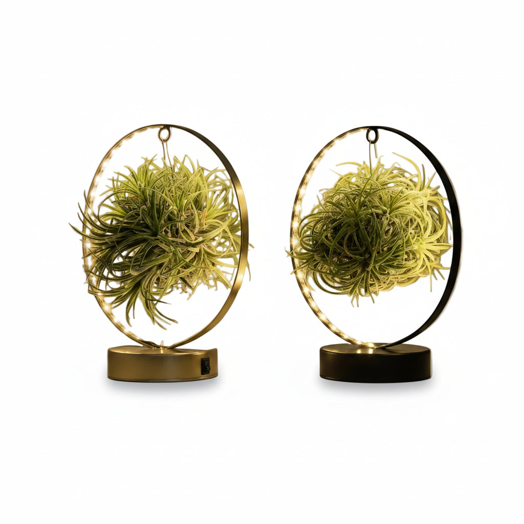 Conjunt de 2 Tillandsia sobre suport lluminós LED - Verdeia - 1