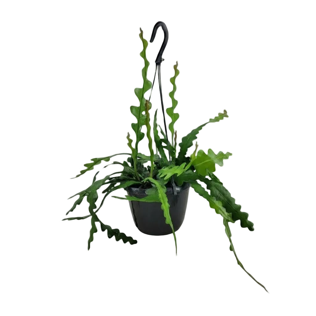 Epiphyllum anguliger — Cactus zigzag / Cactus orchidée - Verdeia - 1