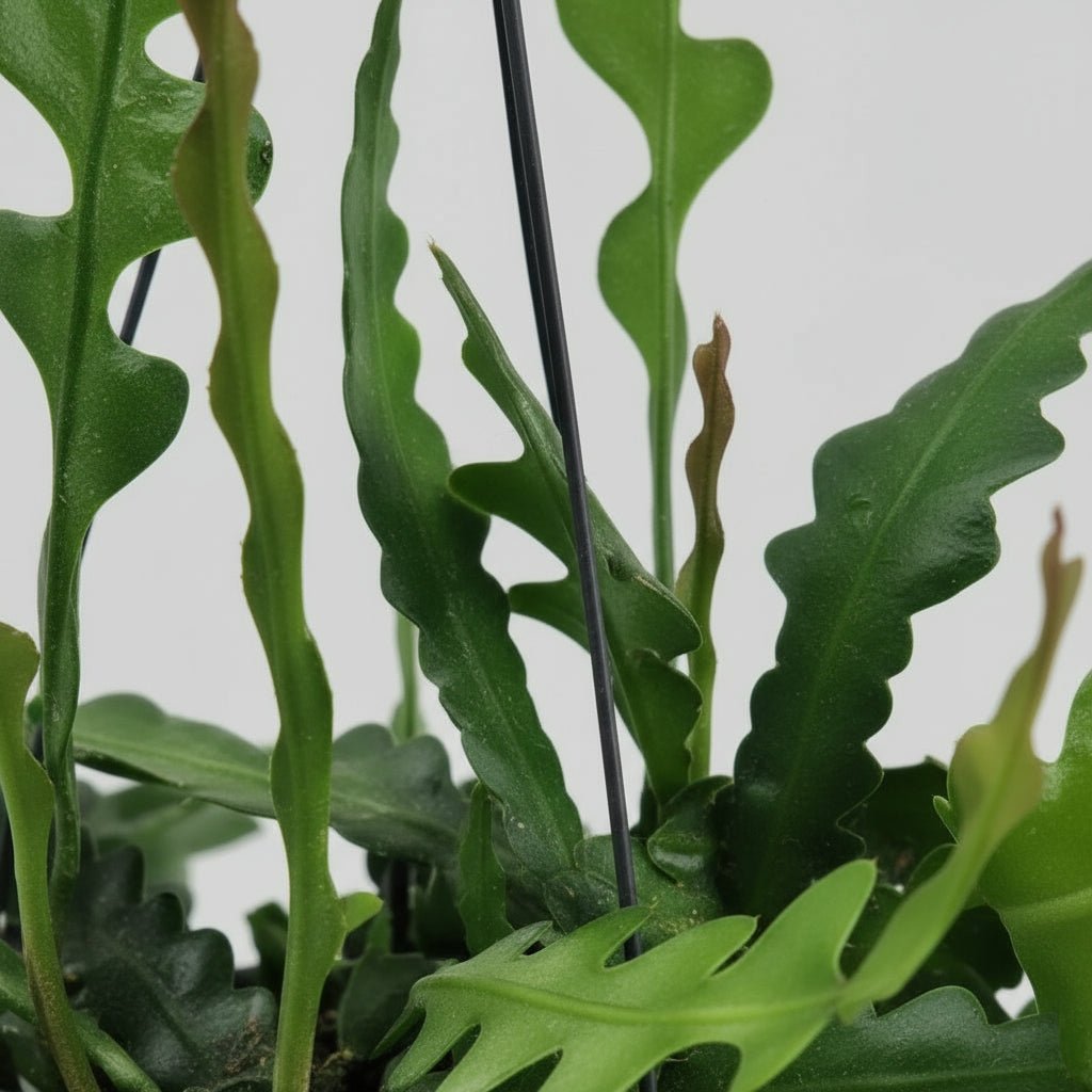 Epiphyllum anguliger — Cactus zigzag / Cactus orchidée - Verdeia - 2