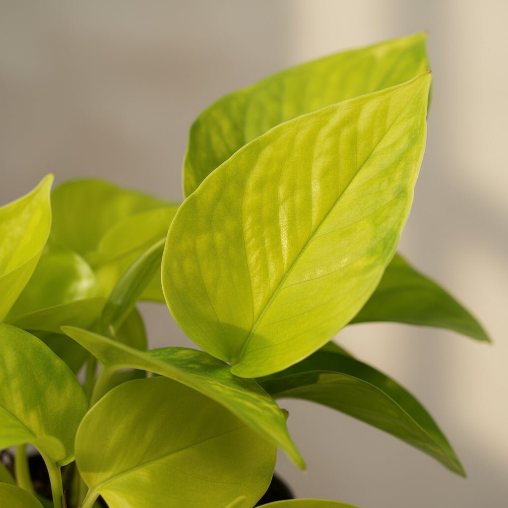 Epipremnum ‘Golden Pothos’ – Scindapsus dorado - Verdeia - 2