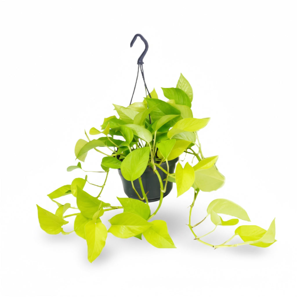Epipremnum ‘Golden Pothos’ – Scindapsus daurat - Verdeia - 6