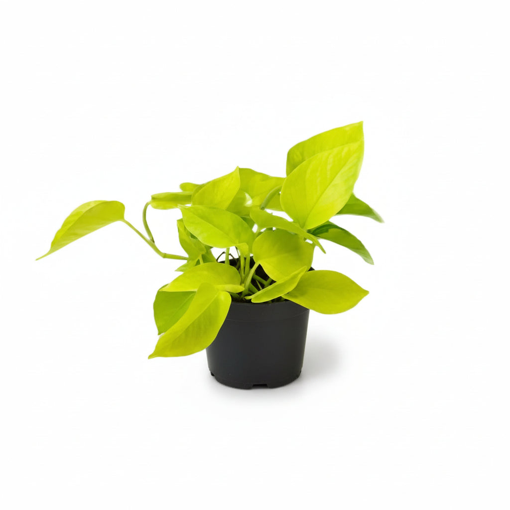 Epipremnum ‘Golden Pothos’ – Scindapsus dorado - Verdeia - 1