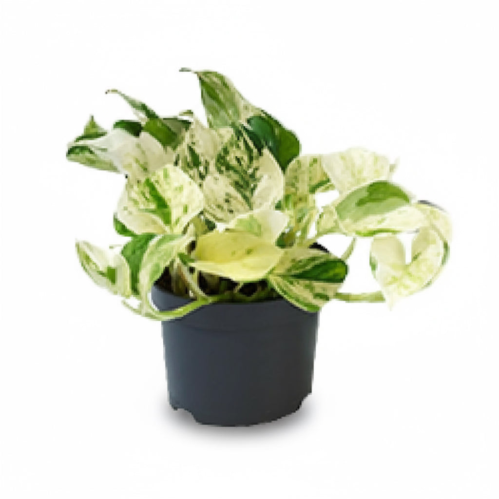 Epipremnum Happy Leaf – Scindapsus panaché - Verdeia - 1