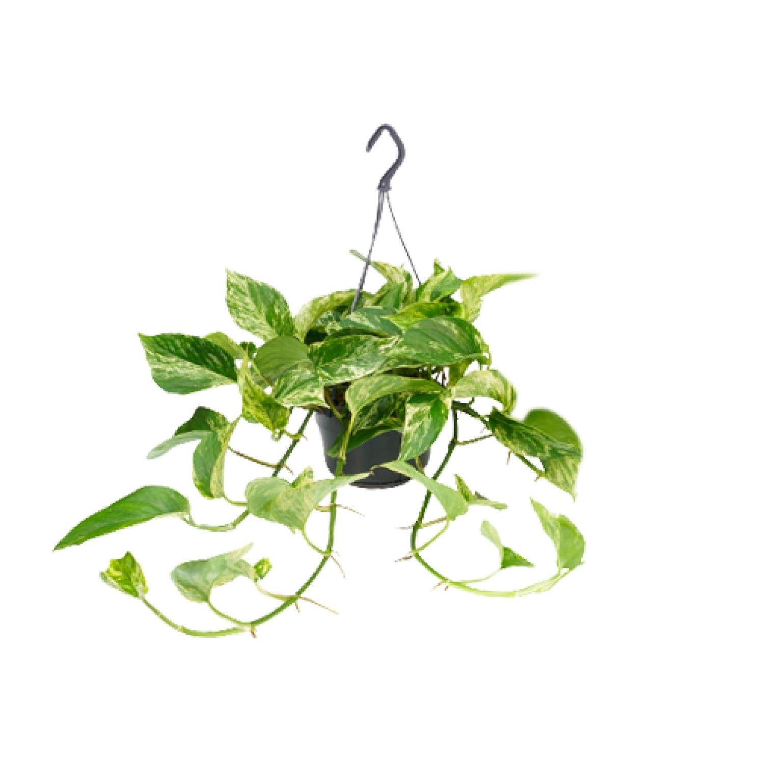 Epipremnum Marble Queen – Scindapsus panaché - Verdeia
