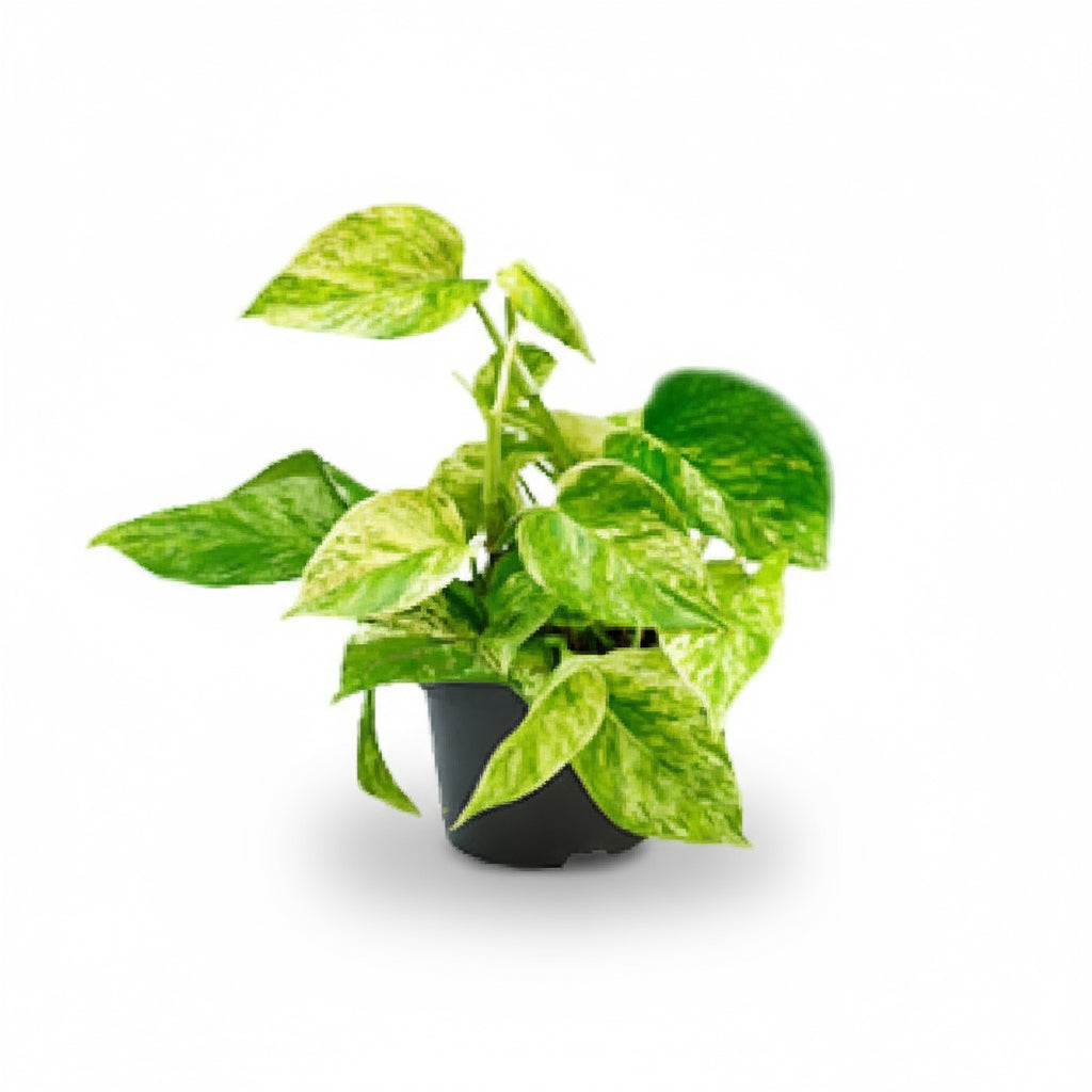 Epipremnum Marble Queen – Pothos jaspeado - Verdeia - 1
