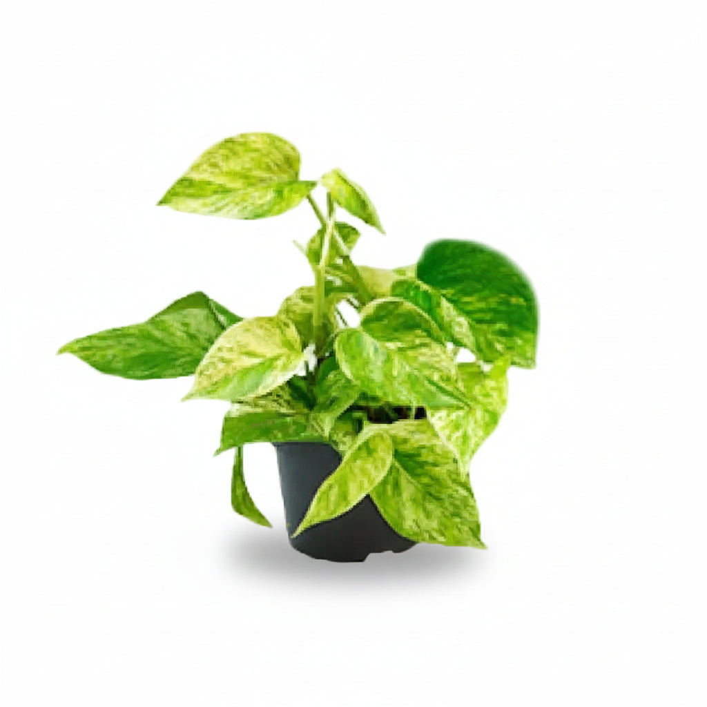 Epipremnum Marble Queen – Pothos jaspeado - Verdeia - 1