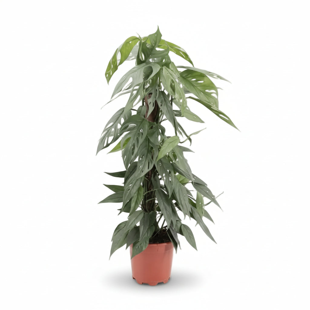 Epipremnum Pinnatum Cebu Blue — Pothos Cebu Blue - Verdeia - 8