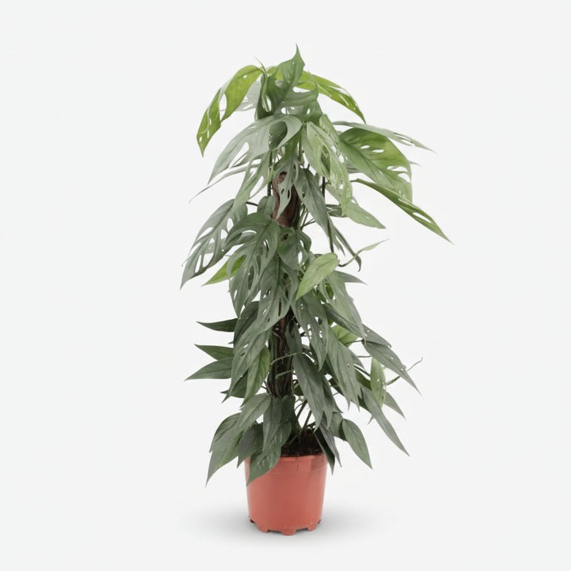 Epipremnum Pinnatum Cebu Blue — Pothos Cebu Blue - Verdeia - 8