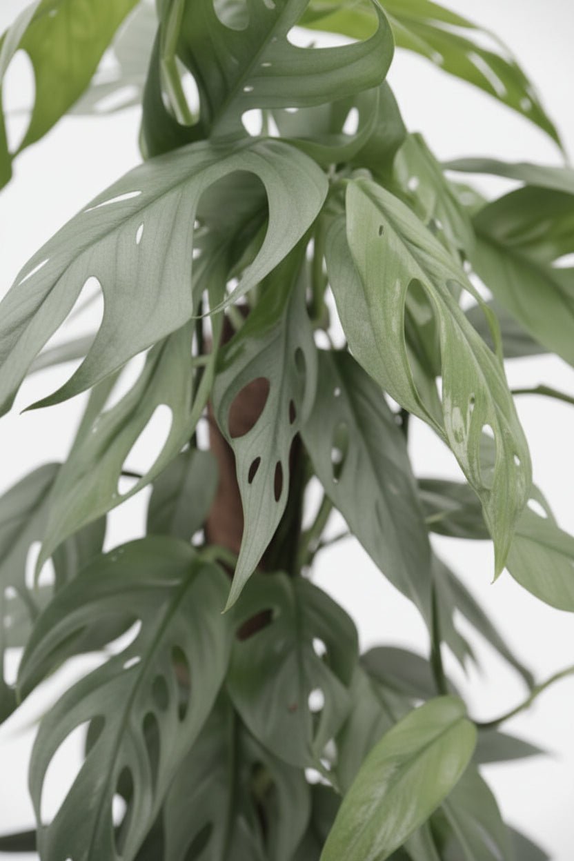 Epipremnum Pinnatum Cebu Blue — Pothos Cebu Blue - Verdeia - 6